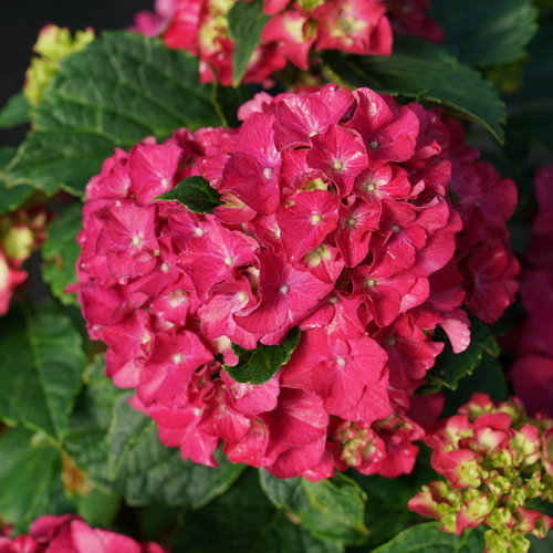 HYDRANGEA - WEE BIT GRUMPY_img2.png