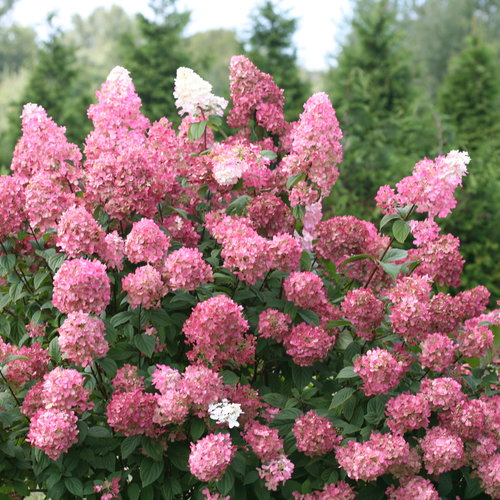 HYDRANGEA TREE (PINK)_img1.png