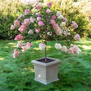 HYDRANGEA TREE (PINK)_img2.png