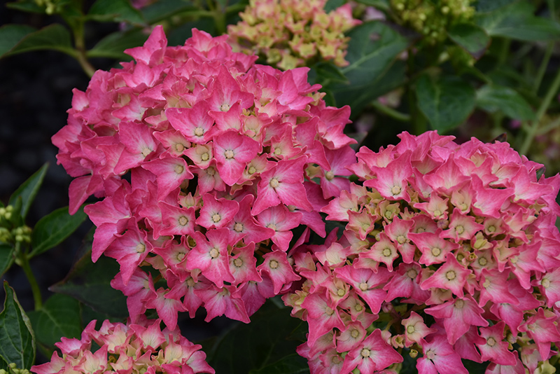 HYDRANGEA TREE (PINK)- DWARF_img1.png
