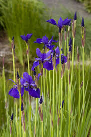 IRIS - CAESAR’S BROTHER_img2.png