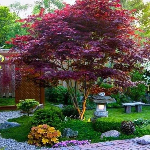 JAPANESE MAPLE - BLOODGOOD.jpeg