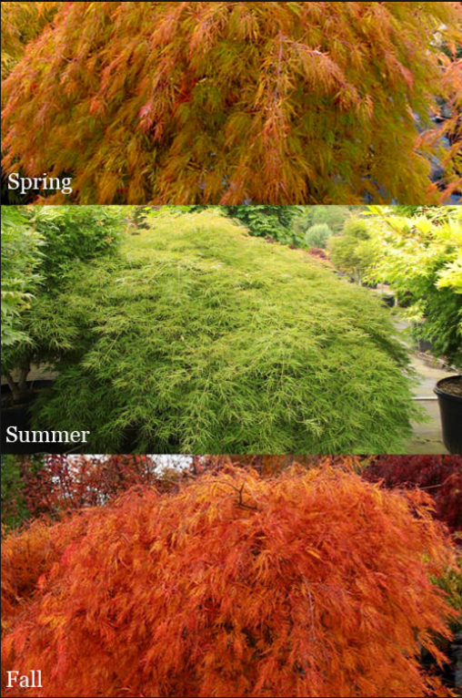 JAPANESE MAPLE - DISSECTUM.png