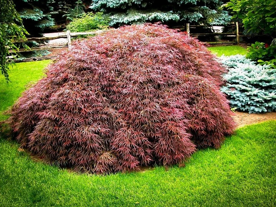 JAPANESE MAPLE - DWARF.jpeg
