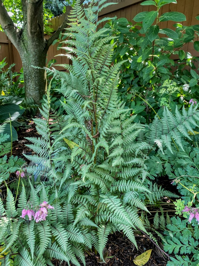 JAPANESE PAINTED FERN.png