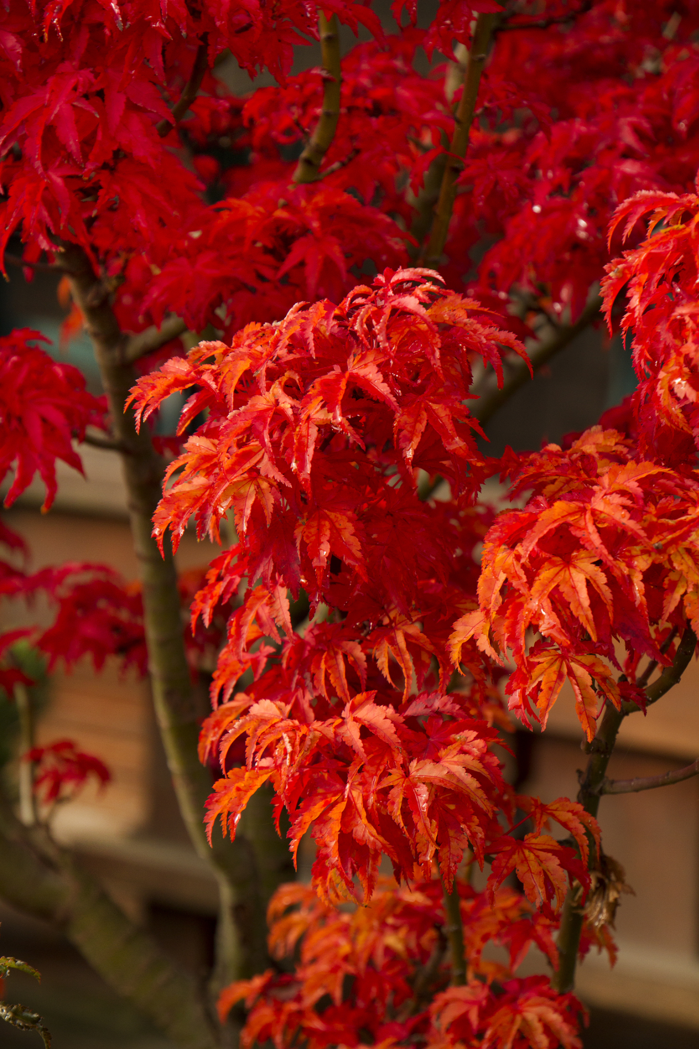 JAPANESE MAPLE - LION’S HEAD_img1.png