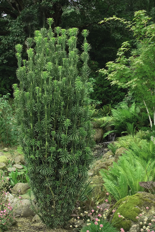JAPANESE PLUM YEW.png