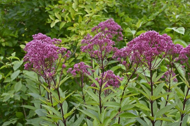 JOE-PYE WEED - BABY JOE.png