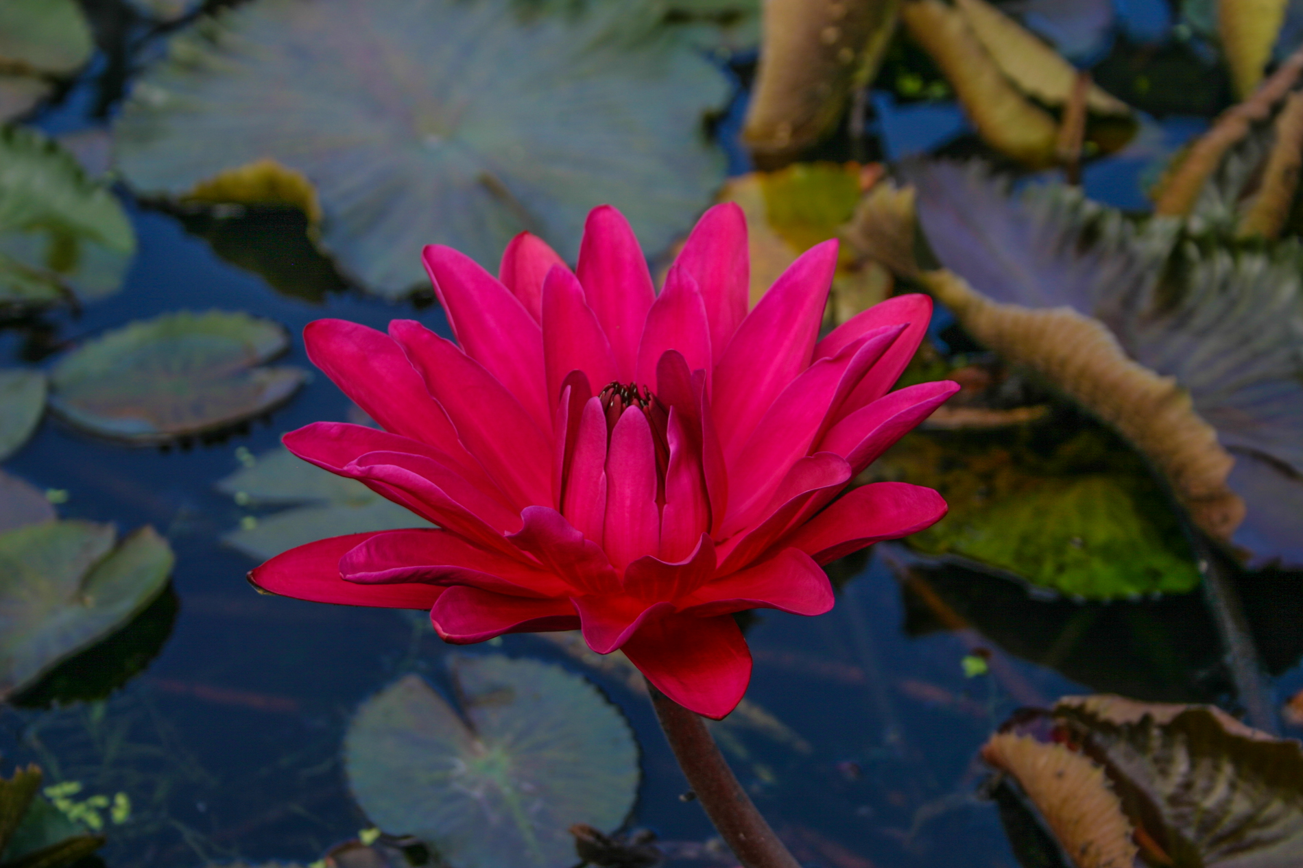 JENNIFER REBECCA (NIGHT BLOOMER).png