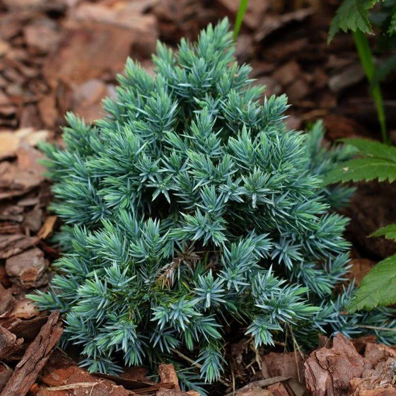 JUNIPER - BLUE STAR.png