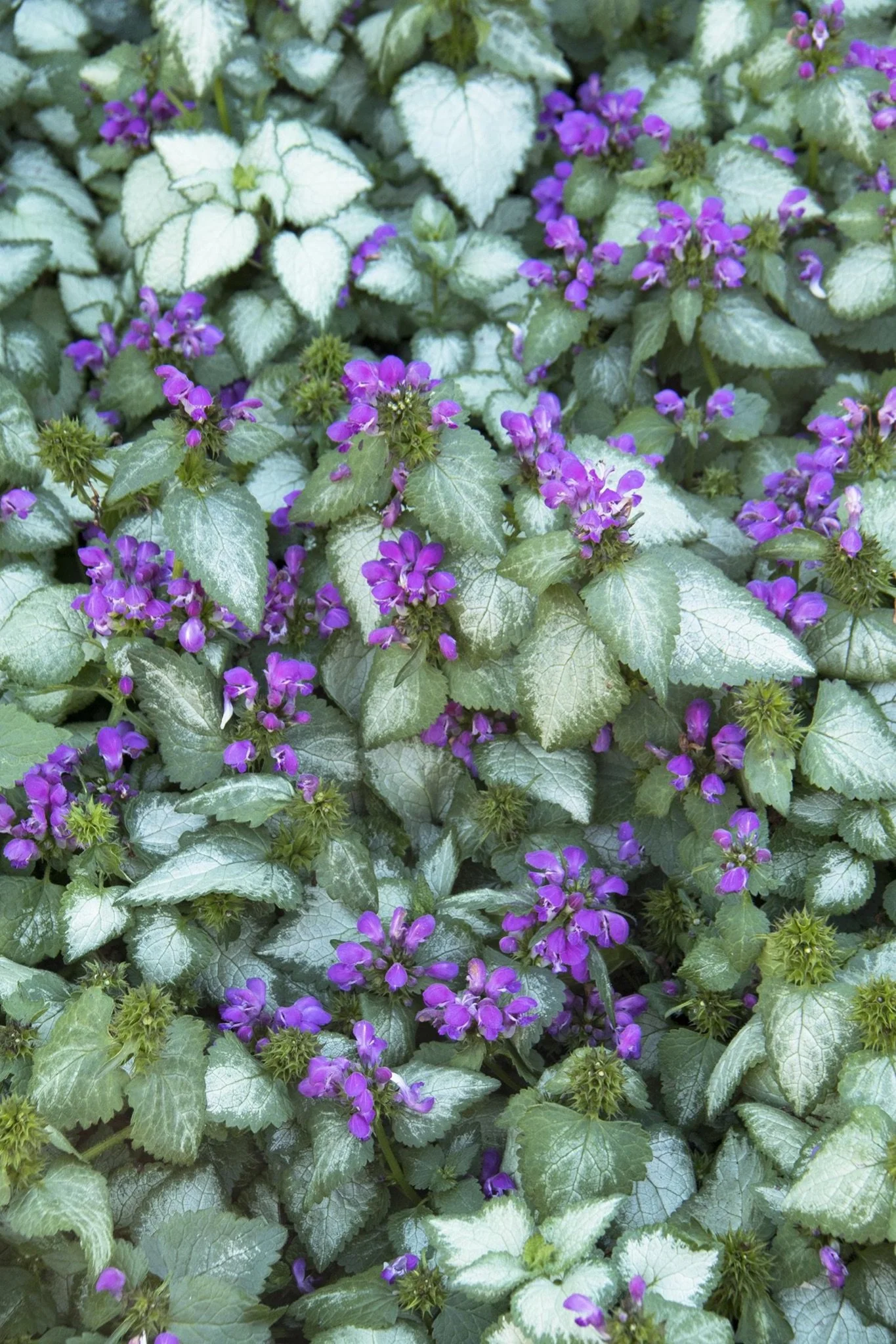 LAMIUM_DEAD NETTLE - PURPLE DRAGON.jpeg