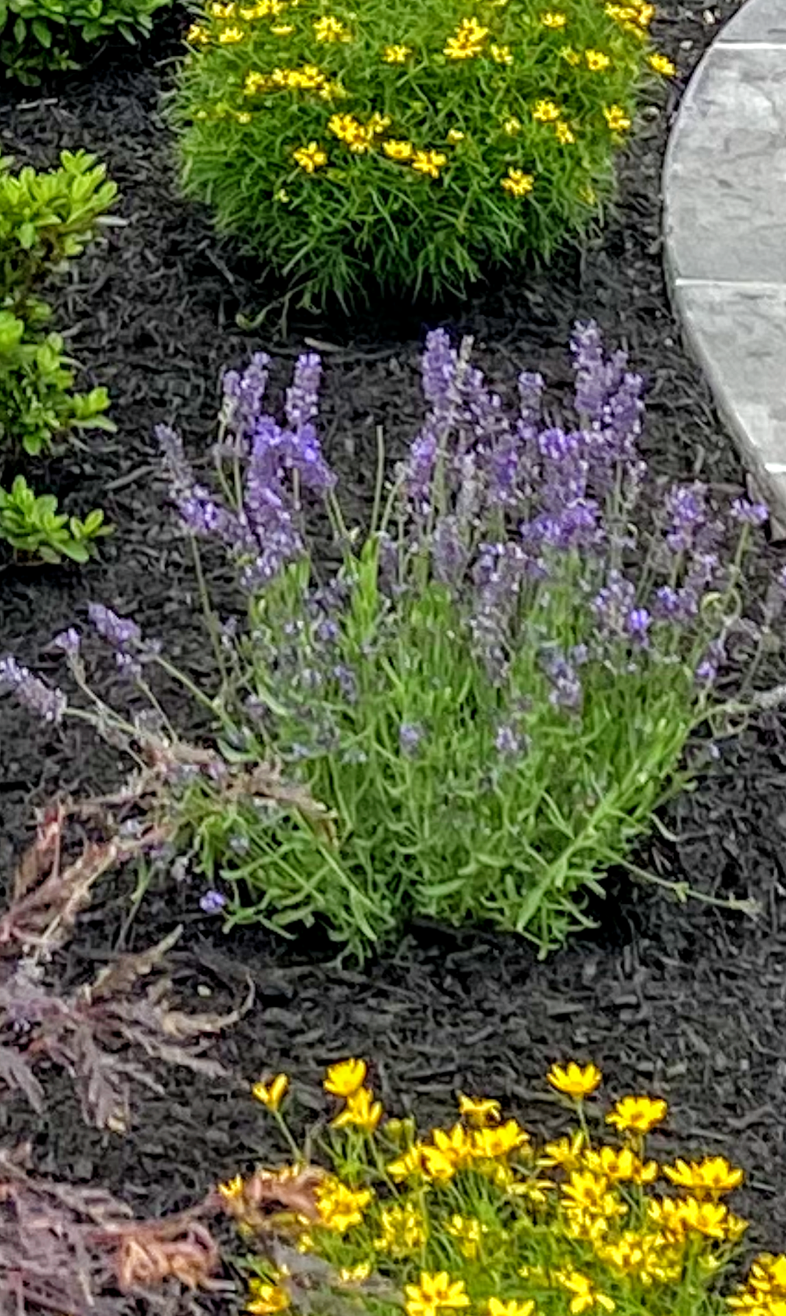 LAVENDER - DWARF ENGLISH.png