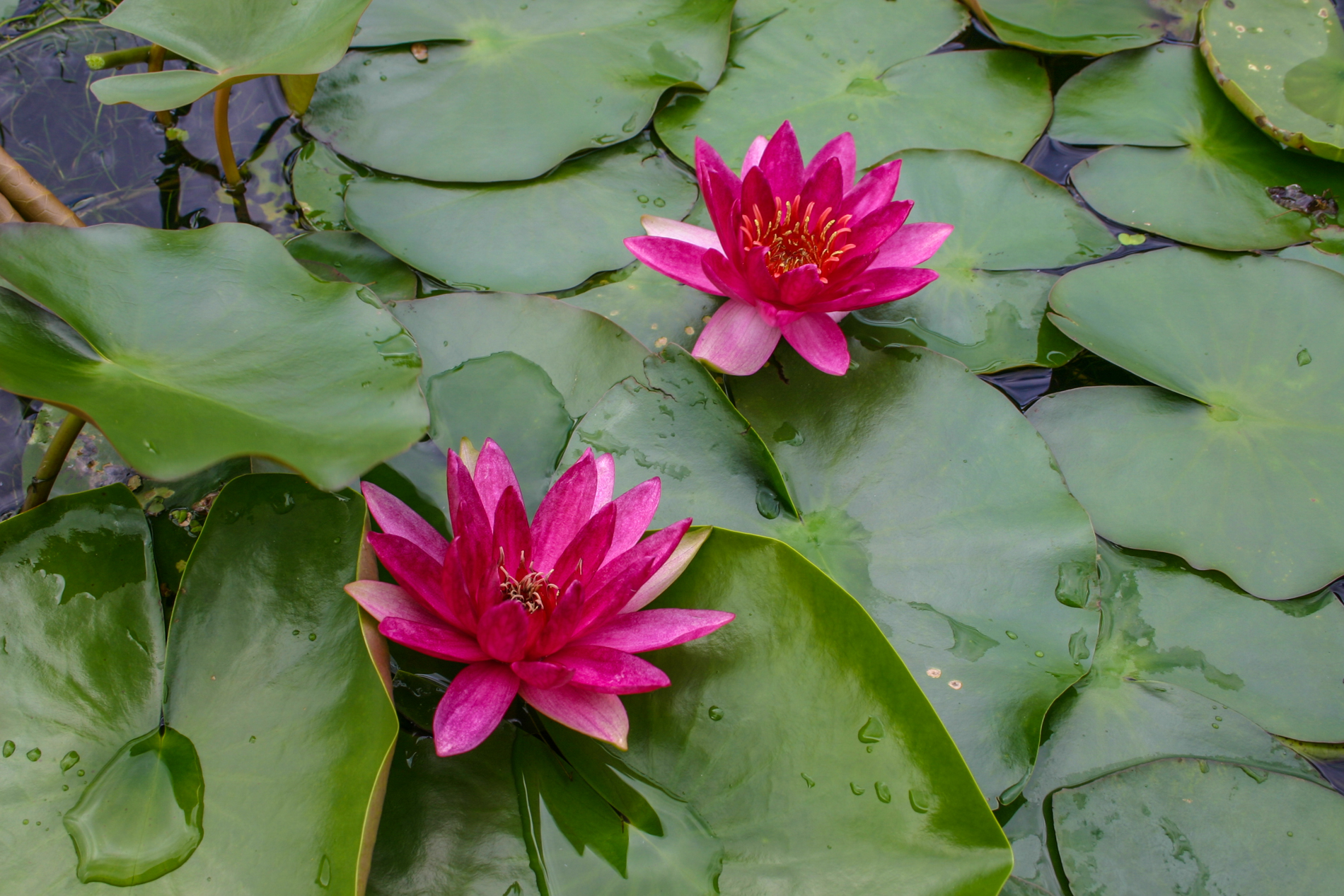LAYDEKERI ‘FULGENS’.png