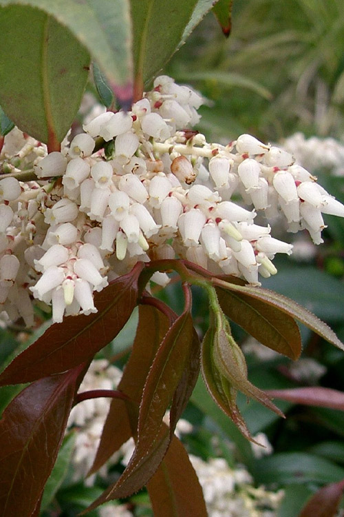 LEUCOTHOE - AXILLARIS (COASTAL DOGHOBBLE)_img1.png