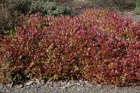 LEUCOTHOE - AXILLARIS (COASTAL DOGHOBBLE)_img2.png