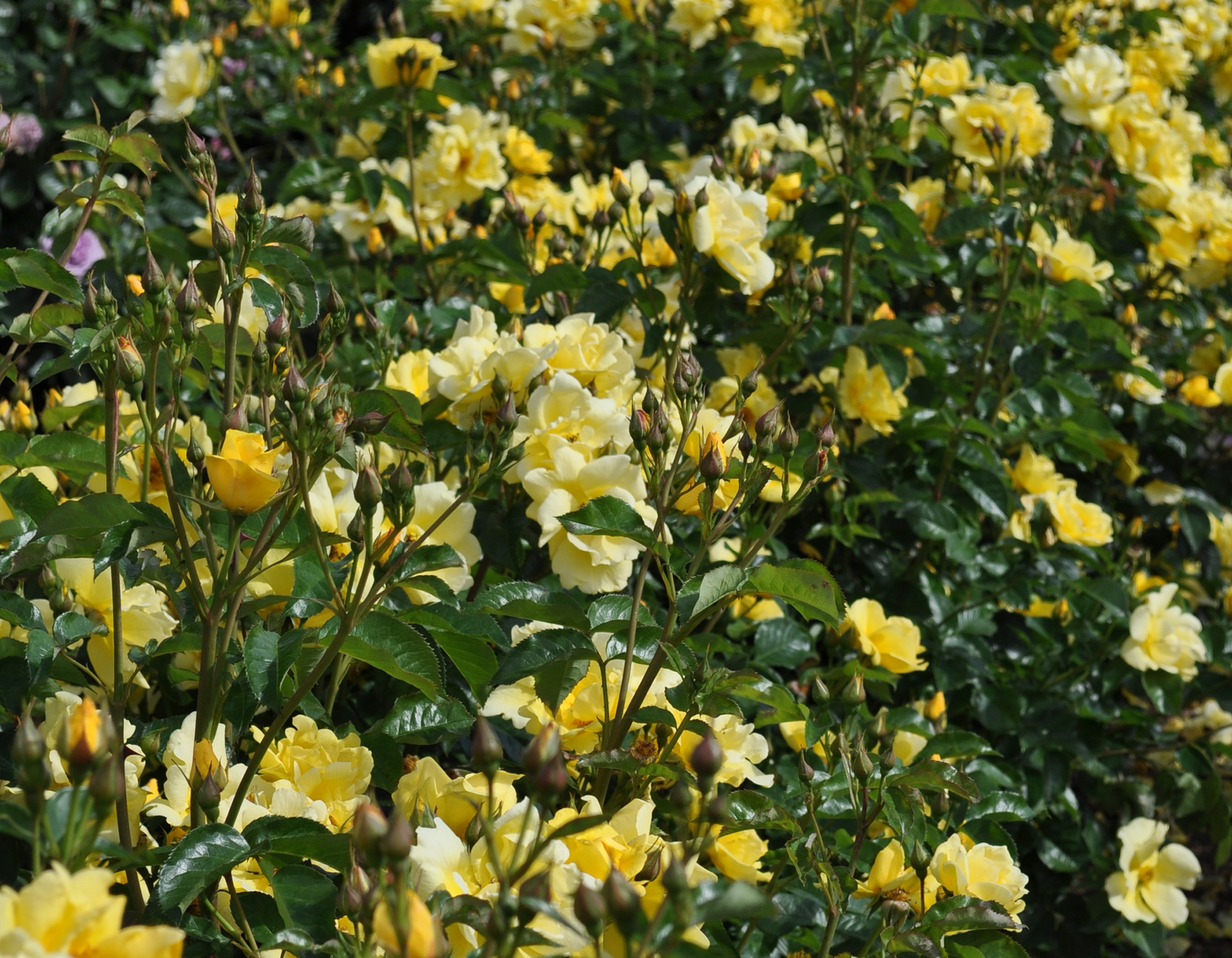 LEMON FIZZ- LANDSCAPE ROSE.png