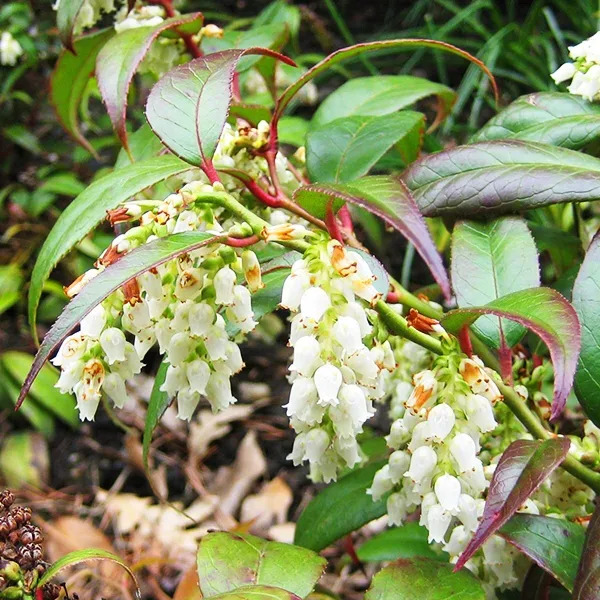 LEUCOTHOE - RAINBOW DROOPING FETTERBUSH_img2.png