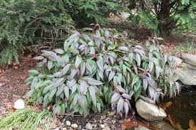 LEUCOTHOE_img2.png