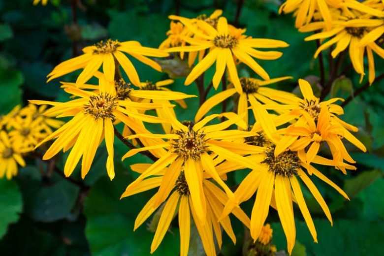 LIGULARIA DENTATA- ‘OTHELLO’ (LEOPARD PLANT).png