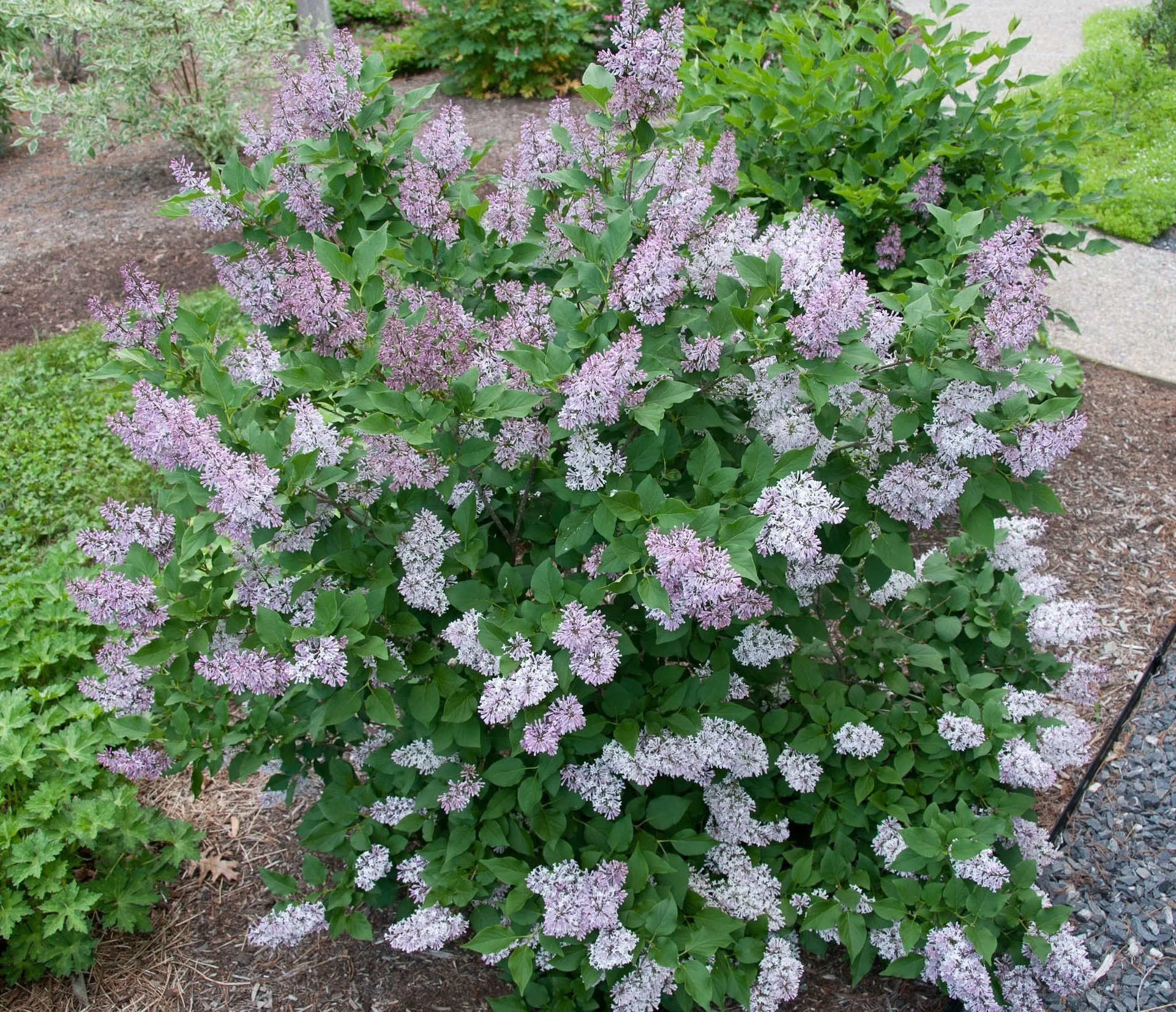 LILAC - DWARF MISS KIM KOREAN.jpeg