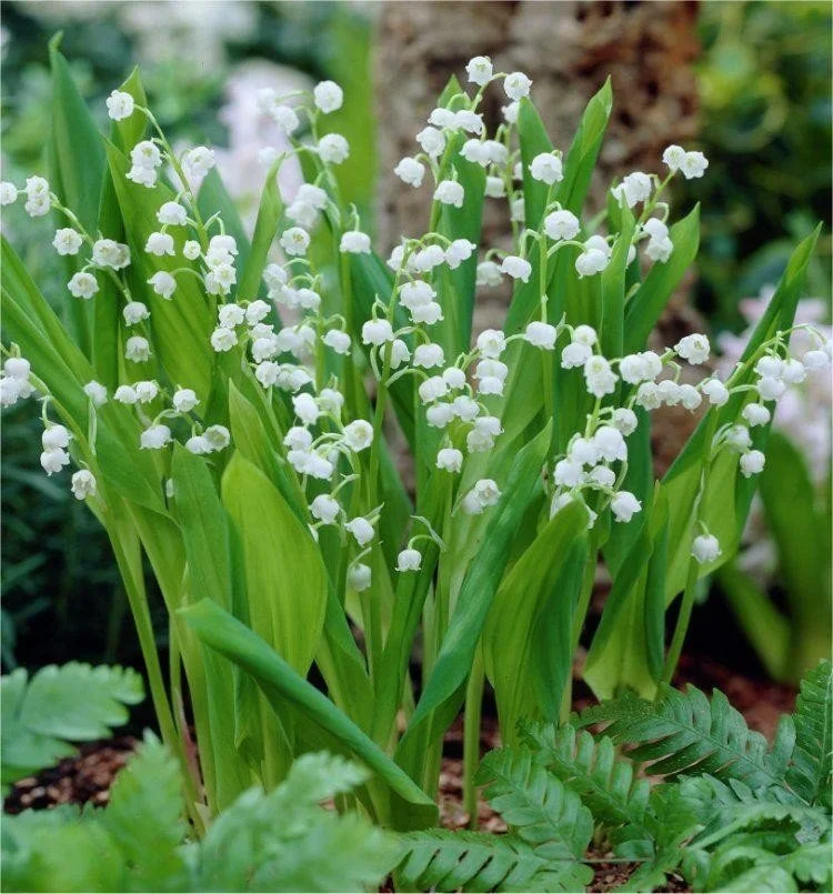 LILY-OF-THE-VALLEY.jpeg
