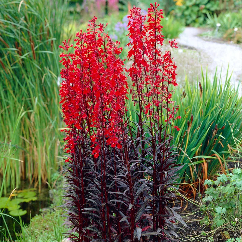 LOBELIA FULGENS - QUEEN VICTORIA (SCARLET CARDINAL FLOWER).png