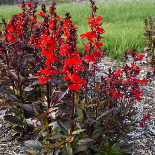 LOBELIA SPECIOSA- (STARSHIP SCARLET FLOWER).png