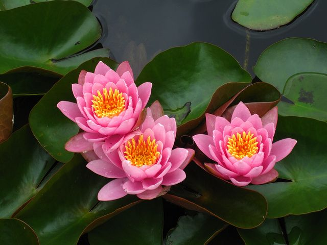 LUCIANA (PINK BEAUTY).png