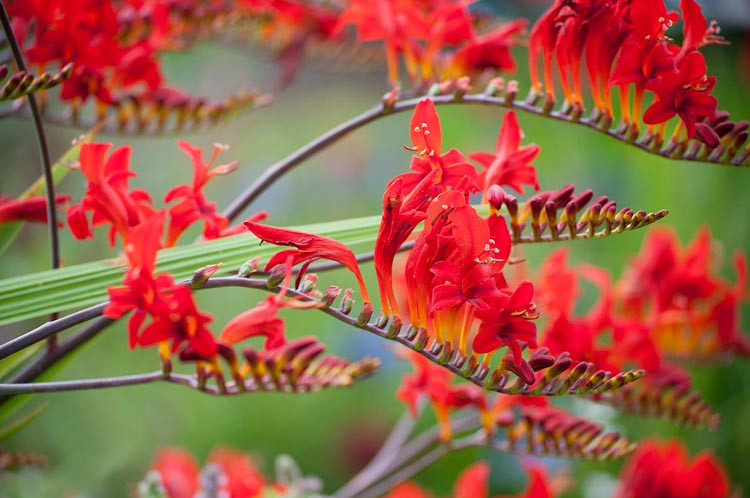 LUCIFER - CROCOSMIA.png