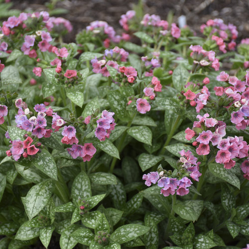 LUNGWORT - PRETTY IN PINK.png