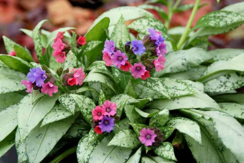 LUNGWORT - SILVER BOUQUET.png