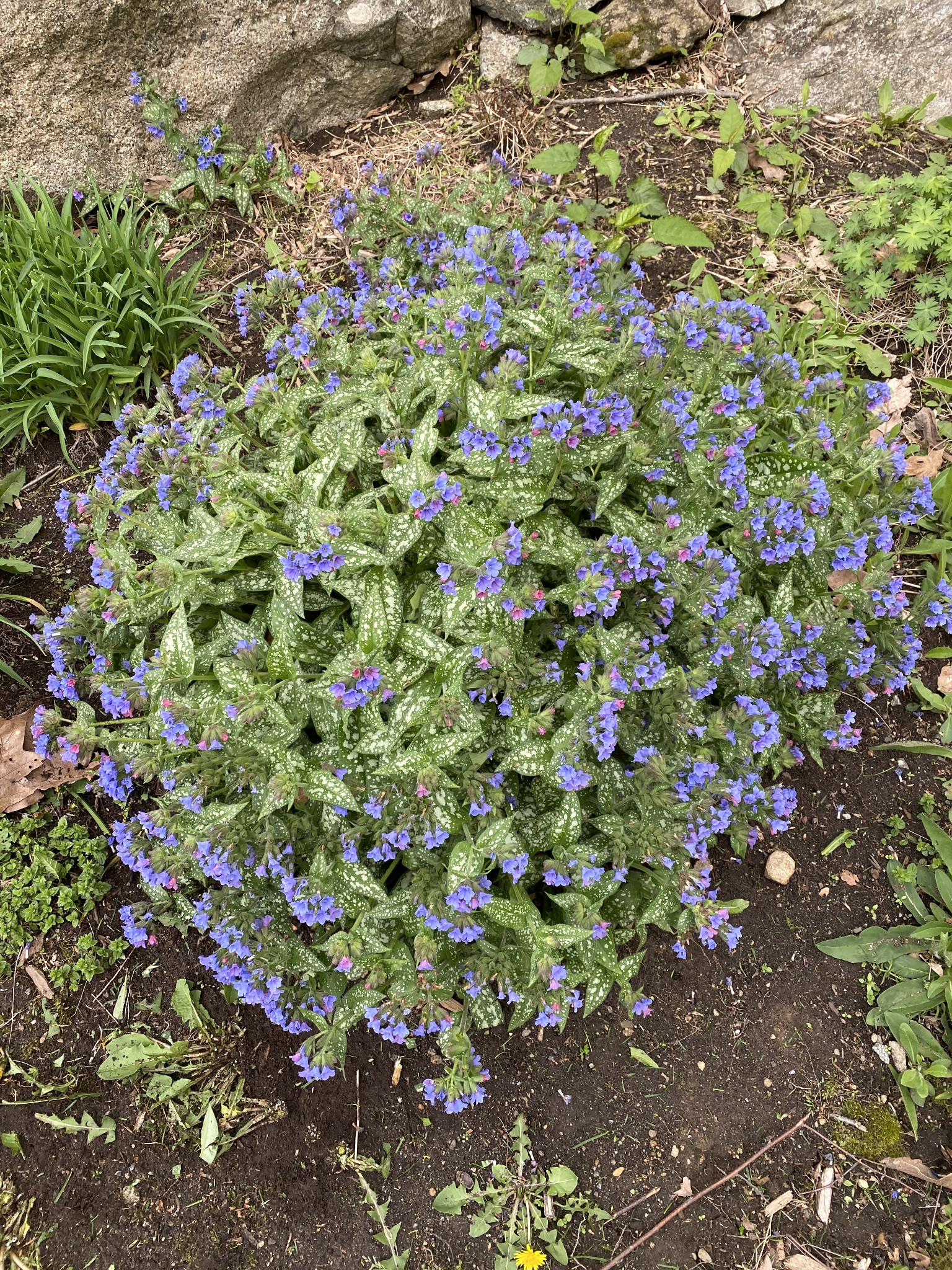 LUNGWORT - COMMON.png