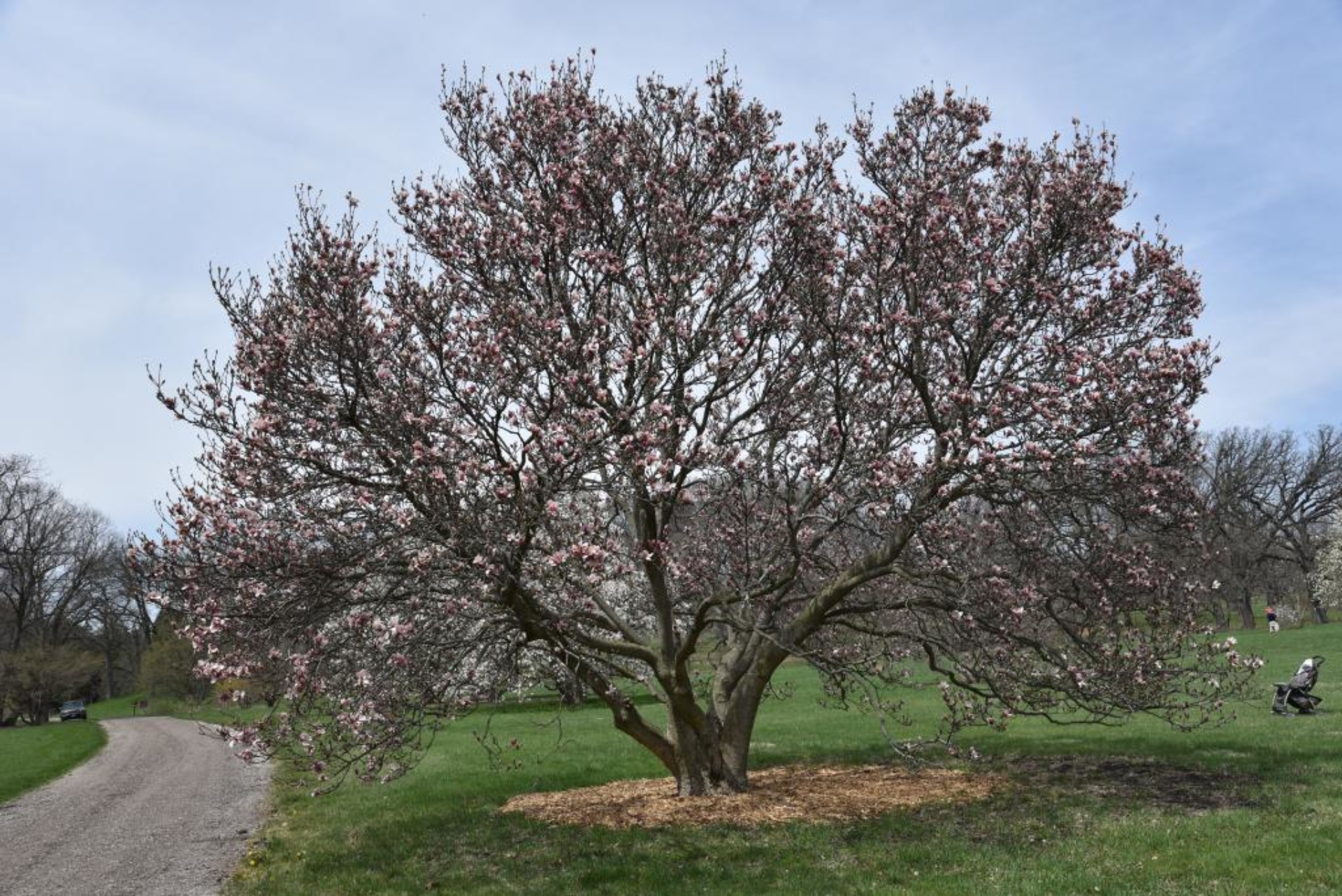 MAGNOLIA - SAUCER_img1.png