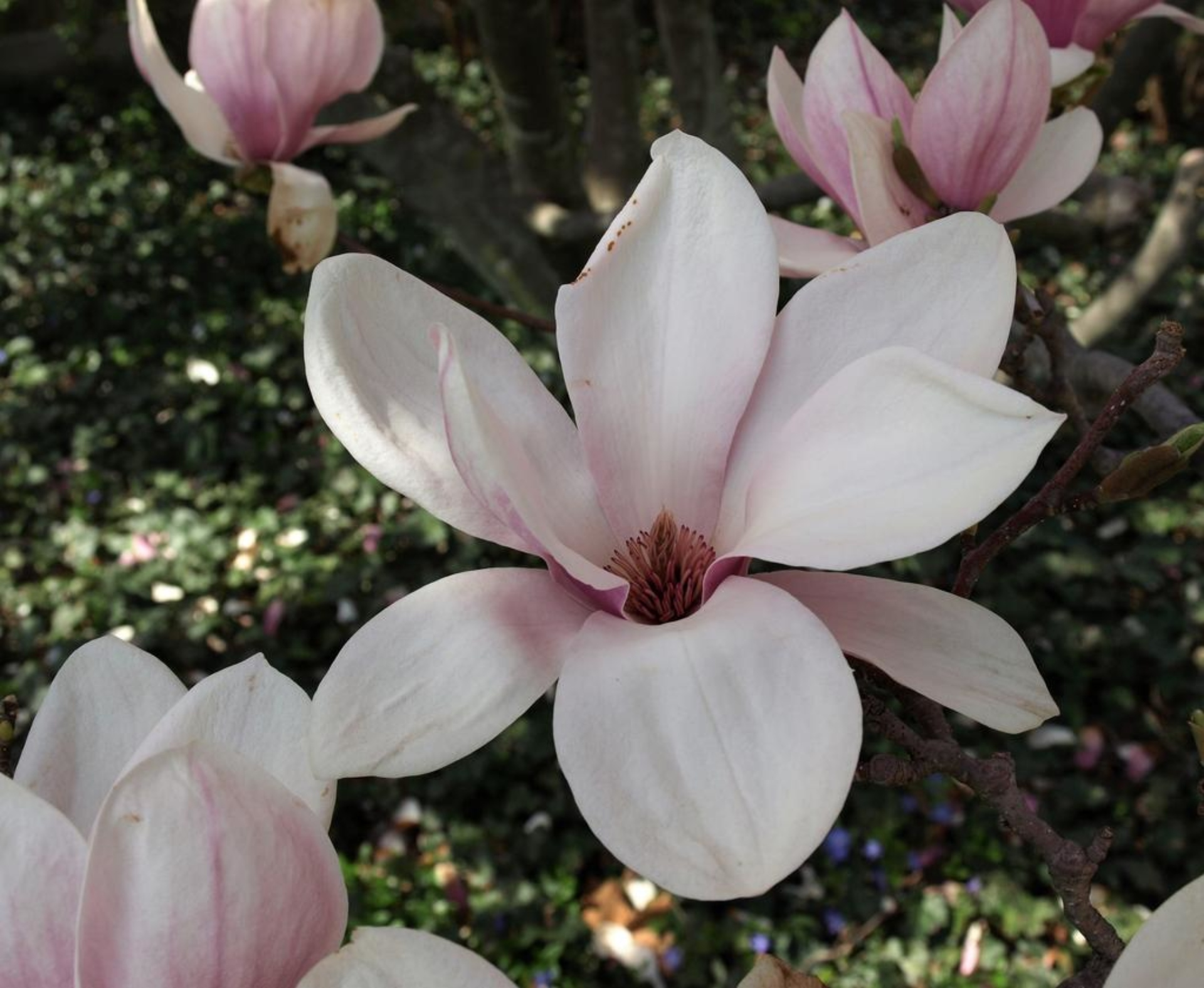 MAGNOLIA - SAUCER_img2.png