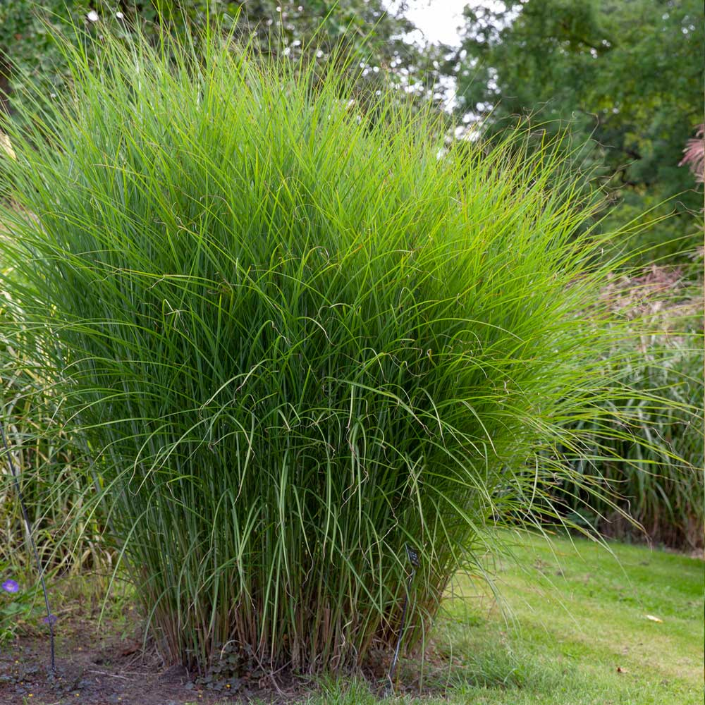 MAIDEN GRASS (MISCANTHUS GRACILLIMUS).png