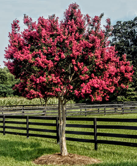 MYRTLE - TONTO CRAPE_img1.png