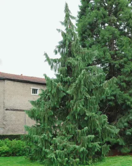 NOOTKA CYPRESS -(CHAMAECYPARIS NOOTKATENSIS) ‘PENDULA’.png