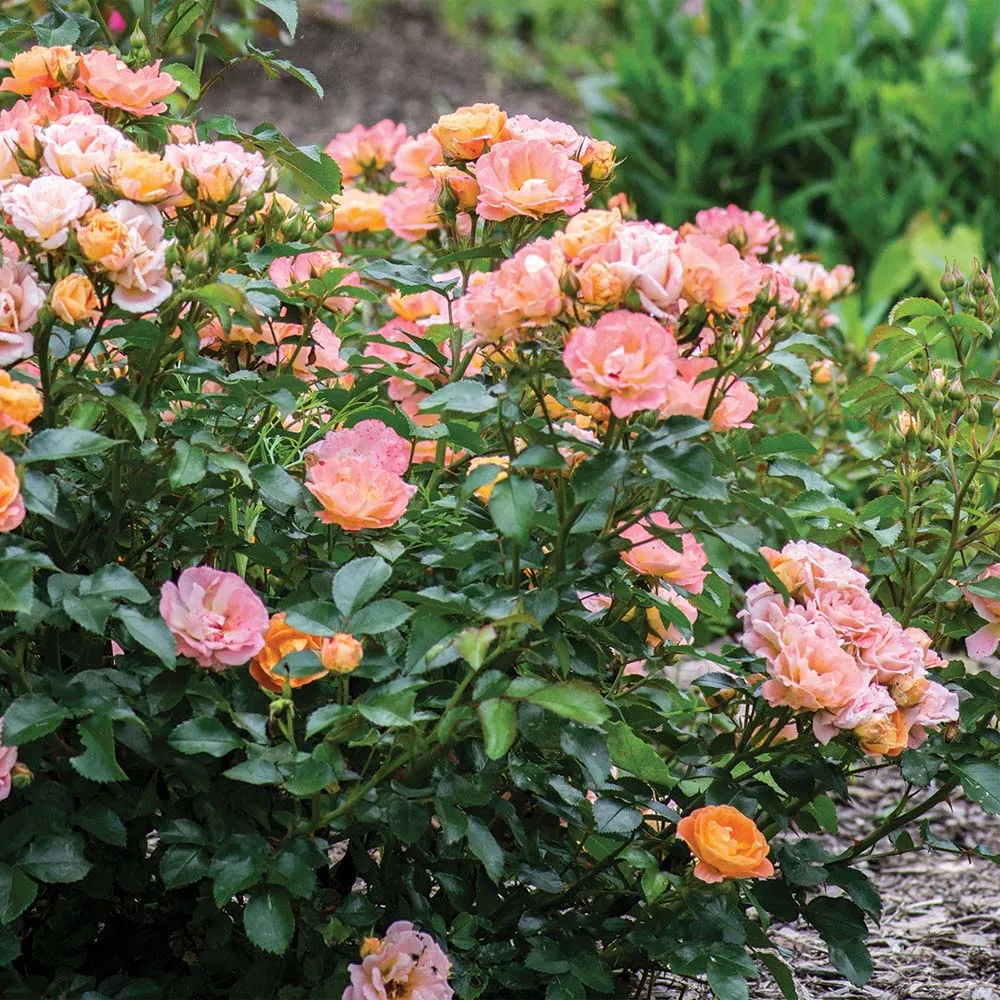 PEACH DRIFT- GROUNDCOVER ROSE (DWARF).png