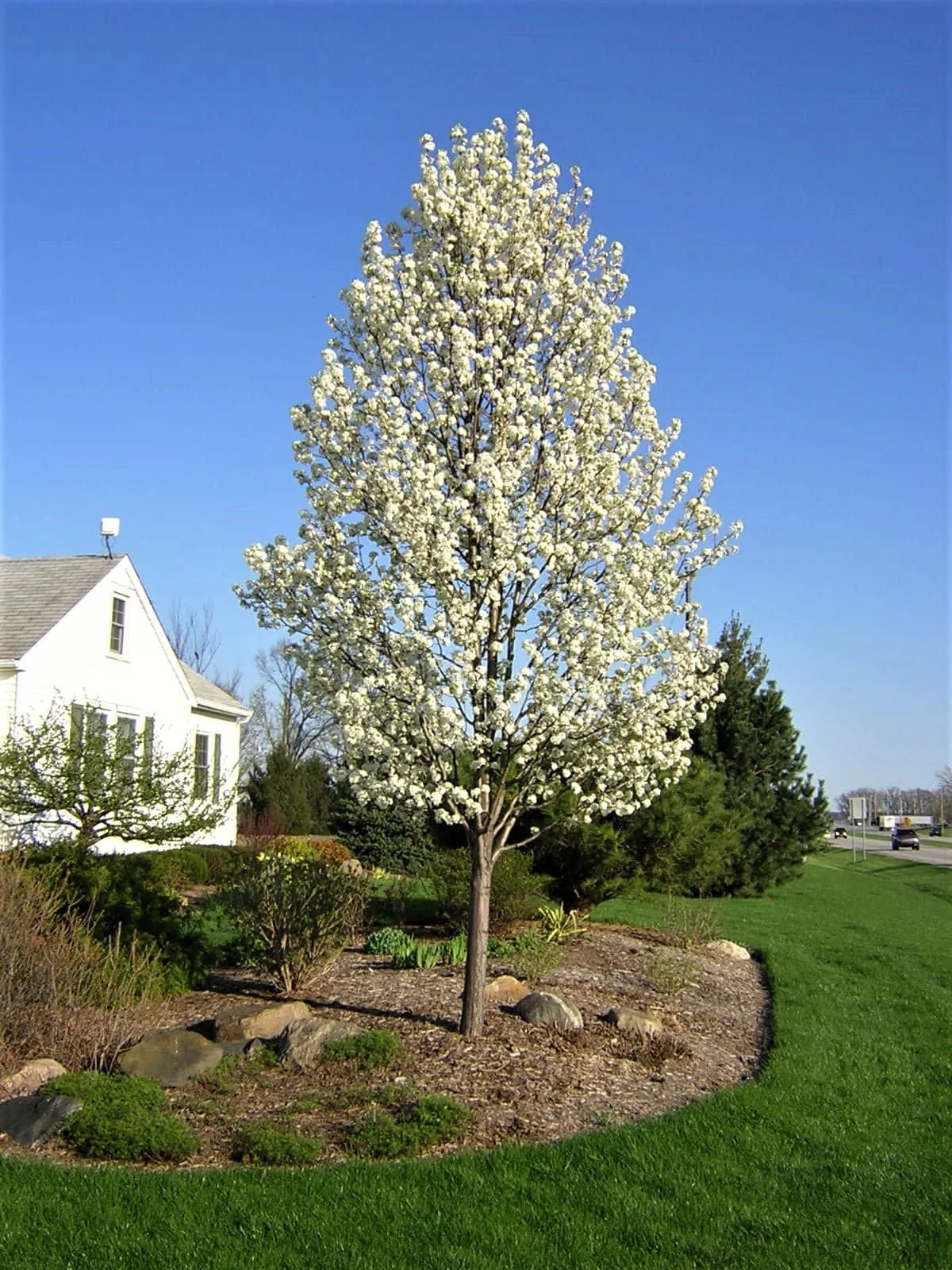 PEAR - FLOWERING CLEVELAND.jpeg