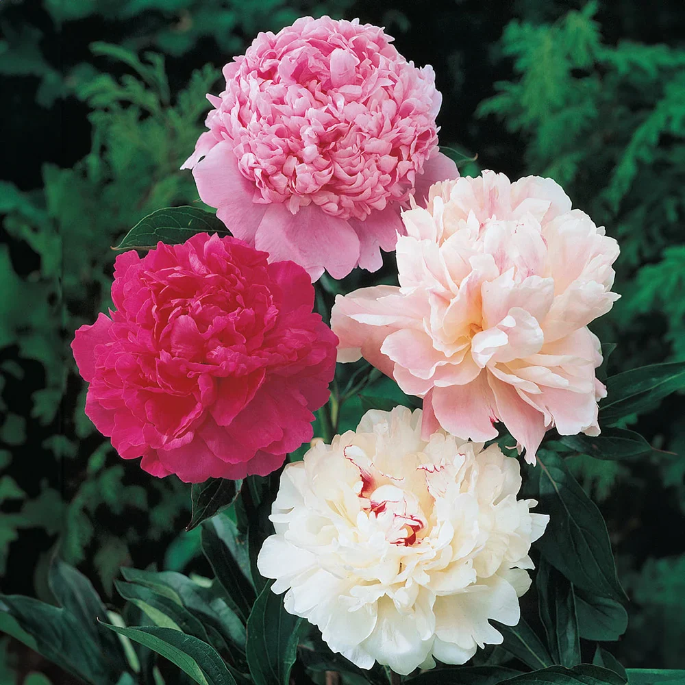 PEONIES - DOUBLE_img1.png