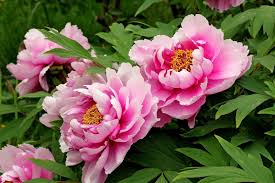 PEONIES - DOUBLE_img2.png