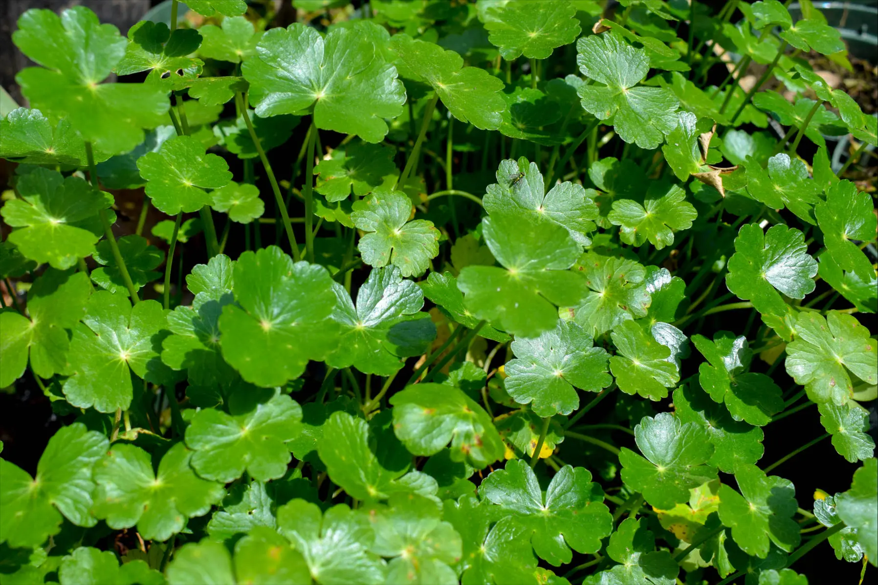 PENNYWORT (POOR MAN’S LOTUS).png