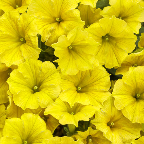 PETUNIA- SUPERTUNIA MINI VISTA YELLOW.png