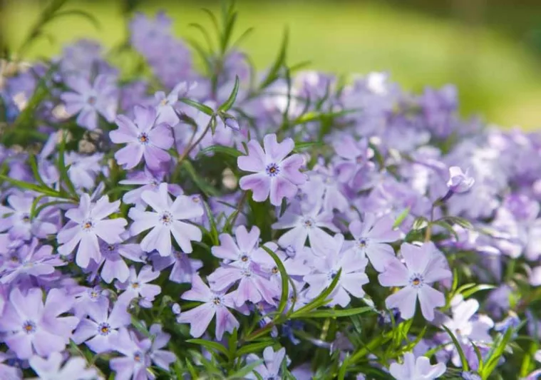 PHLOX - EMERALD BLUE.png