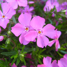 PHLOX - EMERALD PINK_img1.png