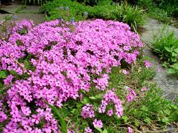 PHLOX - EMERALD PINK_img2.png