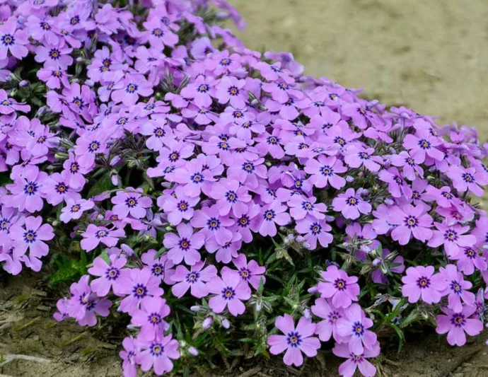 PHLOX - EYE SHADOW.png