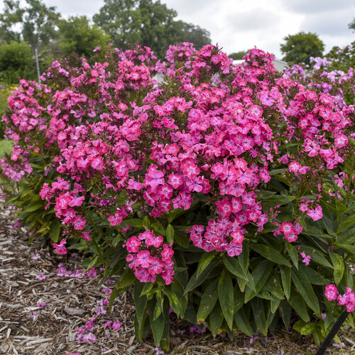 PHLOX - PINK LIGHTNING.png