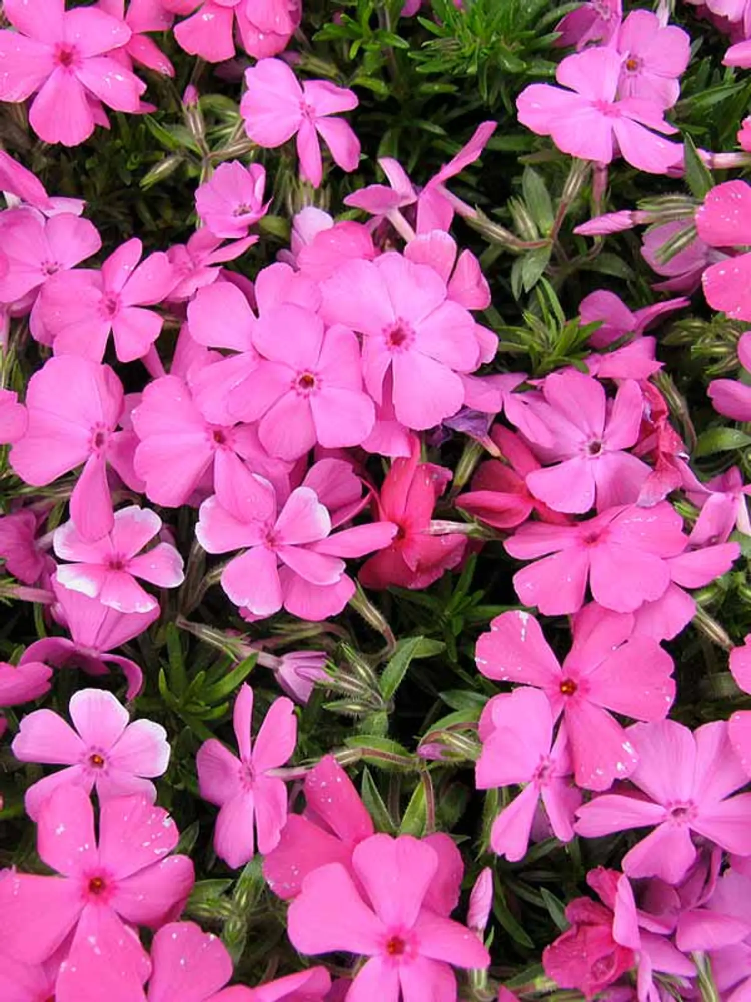 PHLOX - McDANIELS CUSHION.png