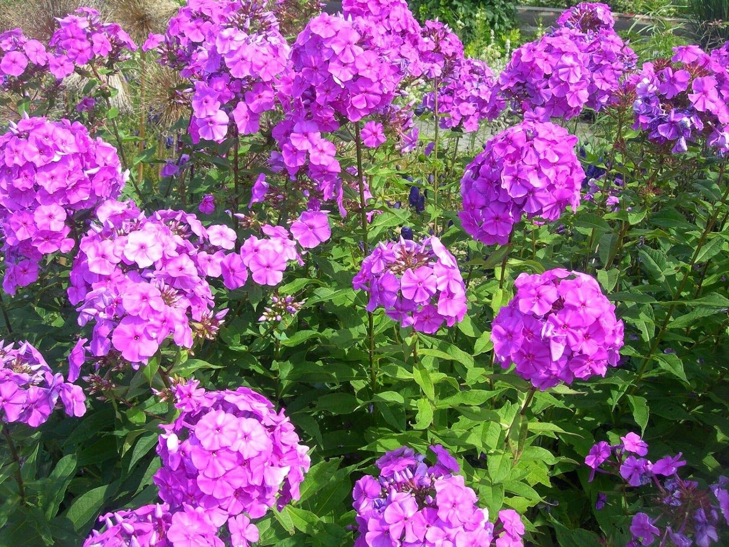 PHLOX- TALL GARDEN PURPLE SERIES.png
